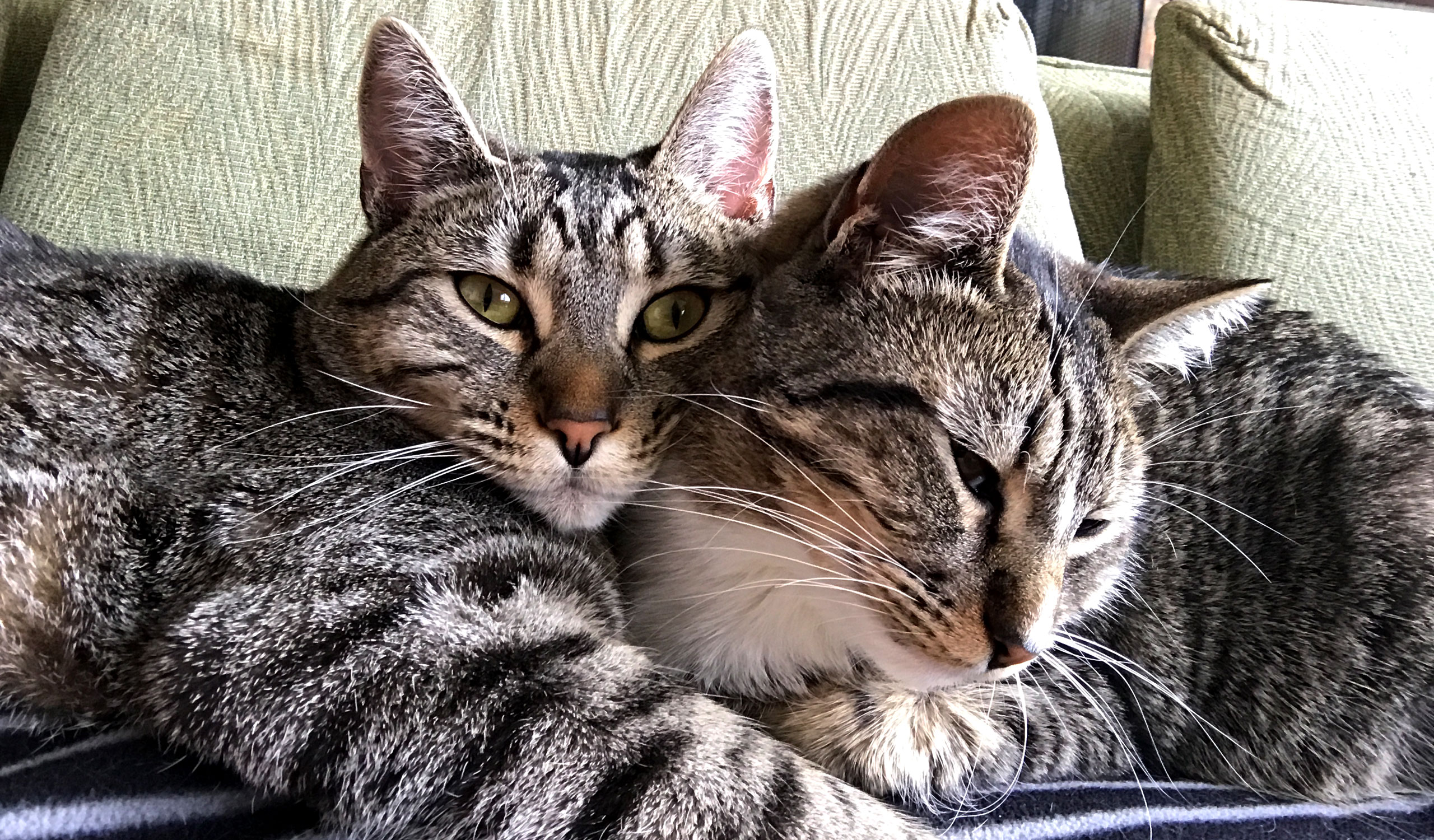 cat photo - Willett and Larue
