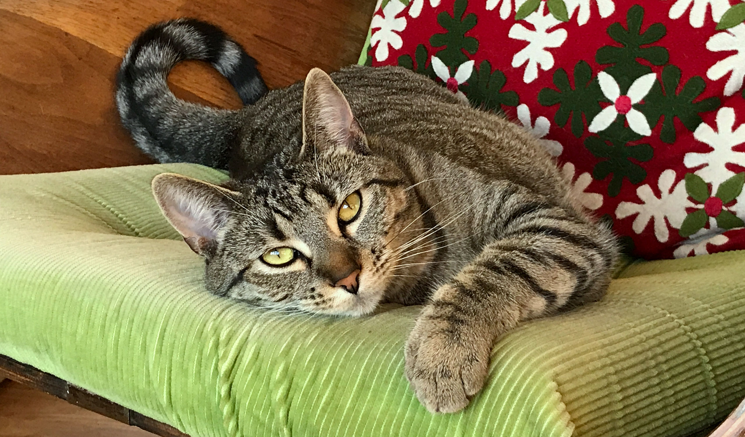 cat photo - Willett
